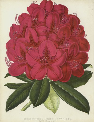 Rododendro, varietà di semenzali, A B Mitford da English School